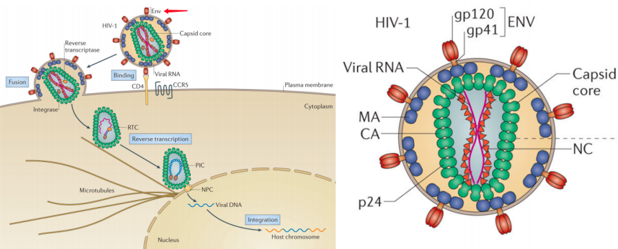 hiv-1 capsid the multifaceted key player in hiv-1 infection