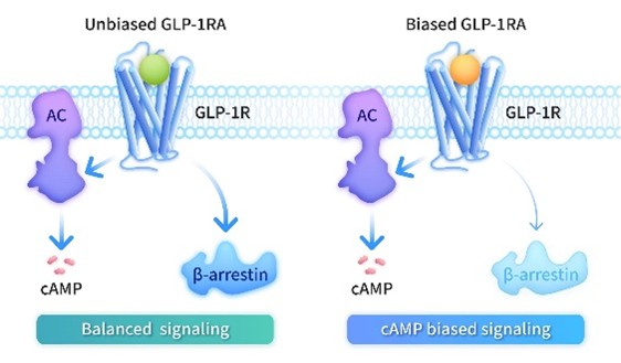 全球首个偏向型GLP-1埃诺格鲁肽注射液获批！